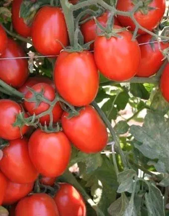 Каліста F1 / Calista F1