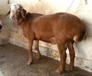 Фото Балхі (Balkhi)