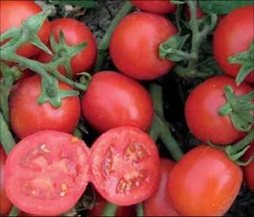 Роста F1 (CRX 71777) / Rosta F1