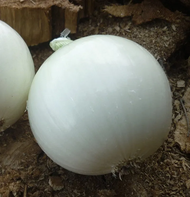 Орізаба F1 / Orizaba F1