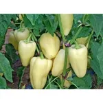 Фото Діментіо F1 / Dimentio F1