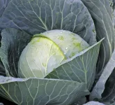 Фото Газебо F1 / Gazebo F1