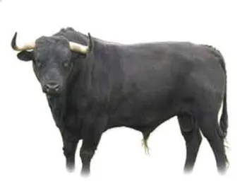 Породи корів (ВРХ) Брава