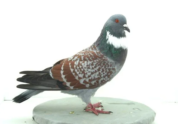 Каучо (Кушва, Кашуа)