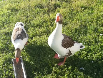 Породи гусей Фламандська