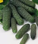 Фото Палех F1