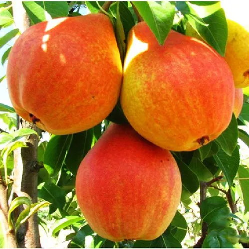 Улюблениця Клаппа