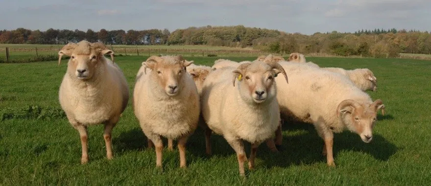 Портлендська (Portland)