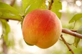 Вітчизняний