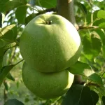 Фото Симиренковець