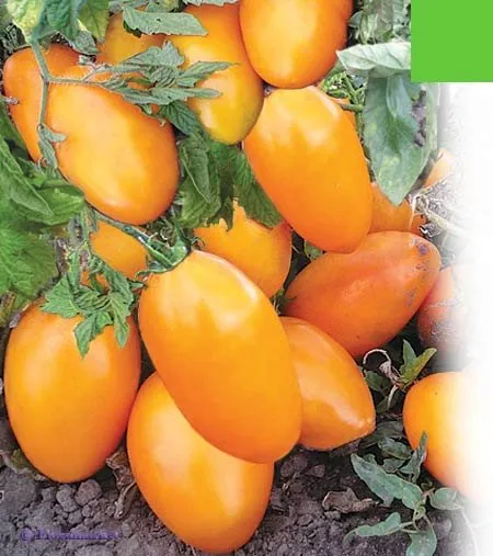 Золотий поток