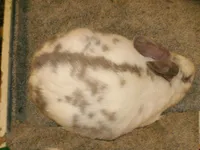 Фото Бразильський