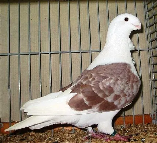 Антверпенський смерл (Antwerp Smerle)