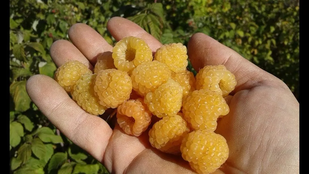 Жовтий гігант