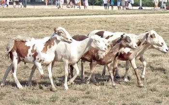 Породи овець Палібуей (Pelibuey)