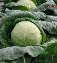 Ортус 06-024 F1