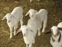 Фото Бурятська