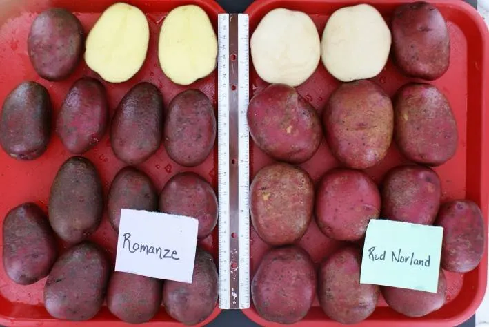 Романце / Romanze