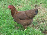 Фото Шантеклер