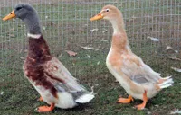 Фото Саксонська