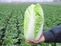 Фото Еміко F1