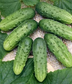 Сорти огірків Посол F1