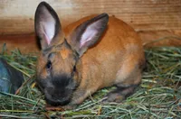 Фото Коричний кролик