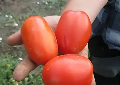 Ліона F1 / Liona F1