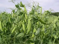 Фото Чекбек