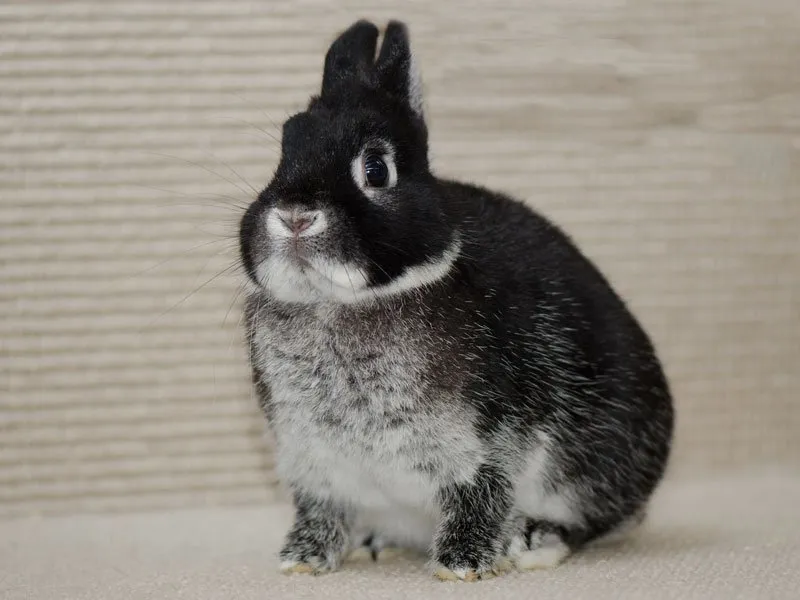 Срібляста куниця