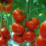 Фото Камрі РЦ F1 / Camry RZ F1