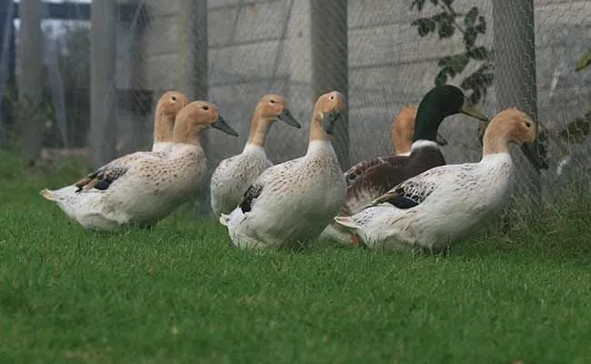 Абакотський Ренджер (Стренджер)