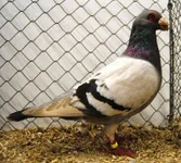 Фото Індіан