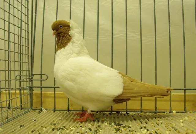 Німецький монах