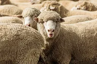 Фото Бонд (Bond)