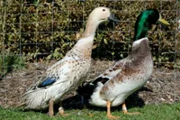 Фото Валлійський Арлекін