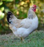 Фото Еускаль Ойлоа