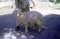 Фото Латі (Lati)