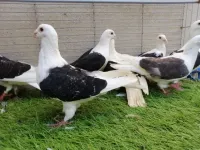 Фото Сілезійсткий торцевий