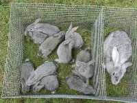 Фото Шиншила радянська