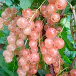 Фото Роза смородина рожева