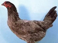 Фото Бельгійська бійцівська