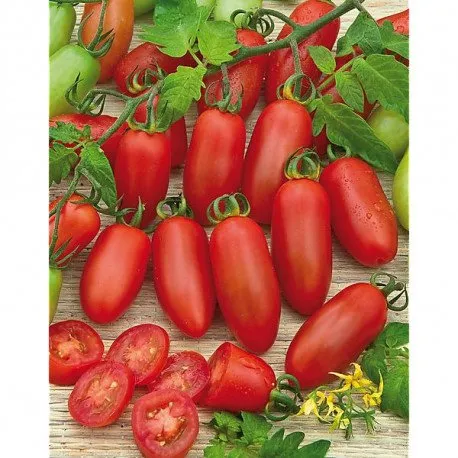 Капріз F1 / Caprese F1