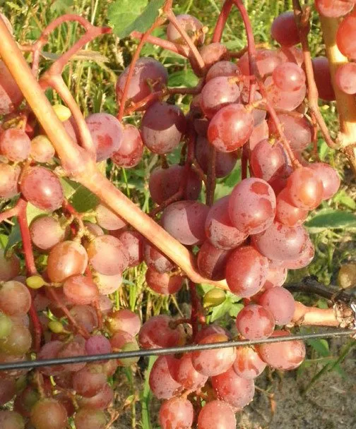 Хаджибей (Аркадія рожева)