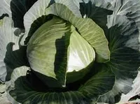 Фото Марабу F1 / Marabou F1