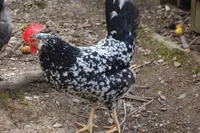 Фото Анкона