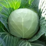 Фото Магнус F1 / Magnus F1 (NiZ 17-932 F1)