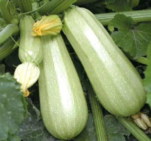 Опал F1 / Opal F1