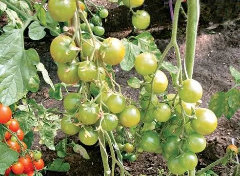 Зеленушка F1