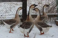 Фото Кубанські